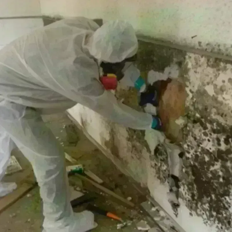 Mold Remediation and Removal in Lucas County, OH